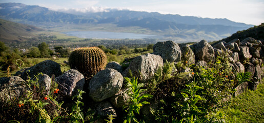 Cactus creciendo sobre las piedras