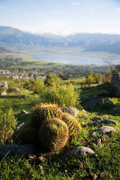 Cactus con vista al valle y al lago en Tafi del Valle