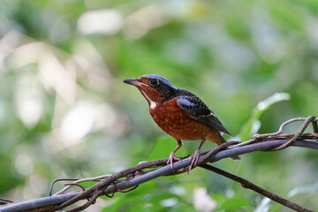 White-throated Rockthrush bird standing clinging to the vines.