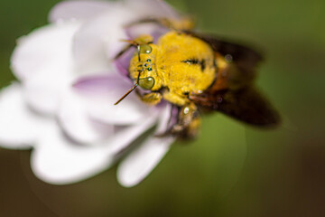 abeille