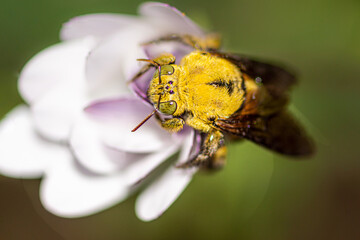 abeille