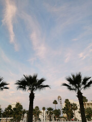 Bottom view of palm trees against the evening blue sky with beautiful clouds.