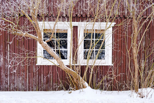 House window overgrown with frozen tree in winter