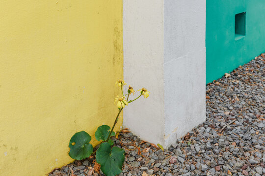 Yellow flowers and colorful walls.