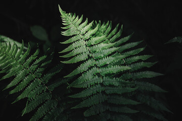 Sunlight shines on the forest plant leaves.