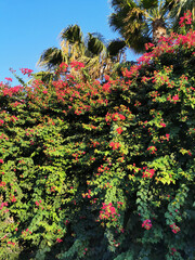 Bougainvillea, a shrub with red flowers among green leaves, growing on the street of Protaras against the backdrop of a palm tree and a blue cloudless sky.