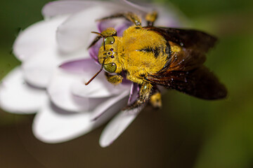 abeille