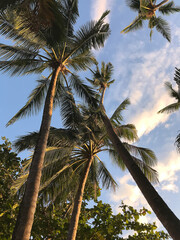 coconut palm trees on the beach