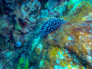 blue spotted moray eel