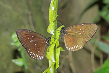 A butterfly on leaf in nature