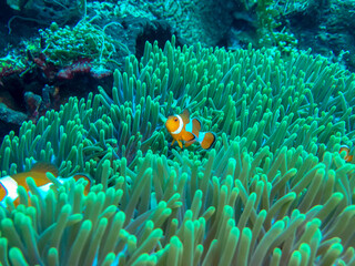 Naklejka na ściany i meble fish in the coral reef