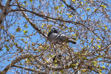 pigeons perched among sycamore tree branches