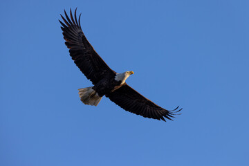 Bald eagle flying, seen in the wild in  North California
