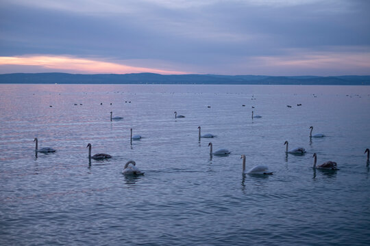 Swans in the lake