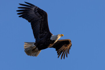 Bald eagle flying, seen in the wild in  North California