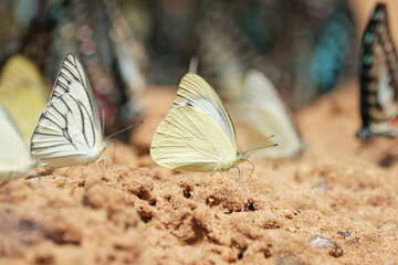 A butterfly on ground in nature