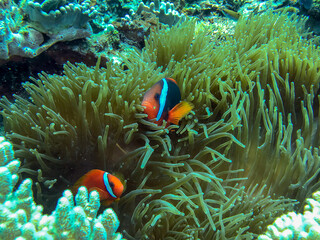 coral fish