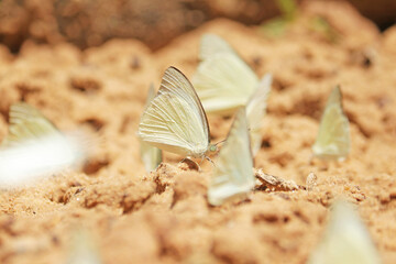 A butterfly on ground in nature