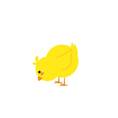 small baby bird emergence from egg, cracked shell in laying hens nest,Chicken hatching stages. Newborn little cute chick,Easter chicks concept.