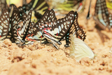 A butterfly on ground in nature