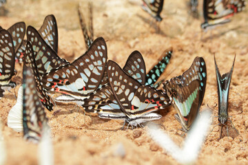 A butterfly on ground in nature