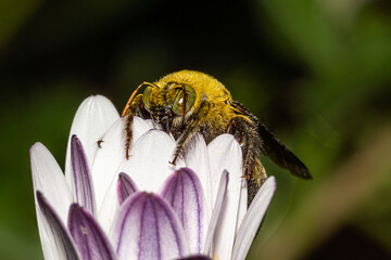 abeille