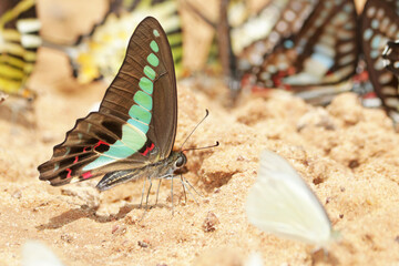 A butterfly on ground in nature