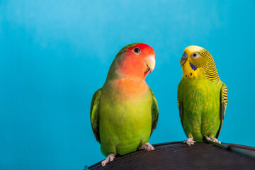 Fototapeta na wymiar The peach-faced lovebird and budgie are sitting on the cage, the relationship between a parrots of different species