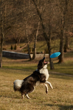 Cute Dog Catching A Frisbee