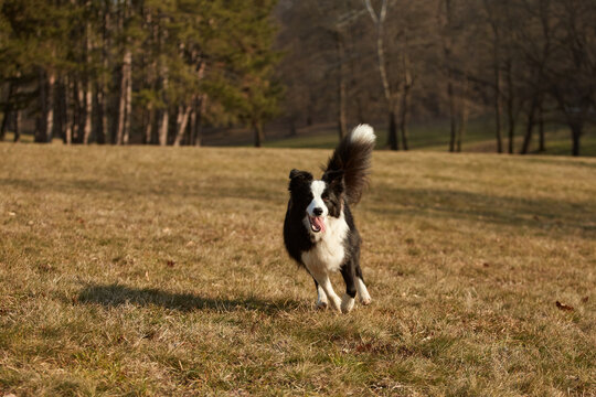 Border collie dog running
