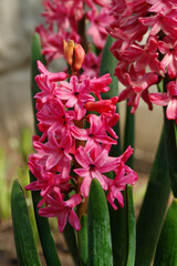 A close up of hyacinth (Hyacinthus orientalis) of the 'Pink Pearl' variety in the garden