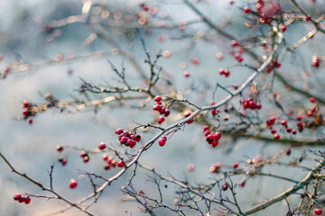 Rose hip bush at winter