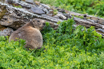 alpine marmot (Marmota marmota) in green grass near Grindelwald