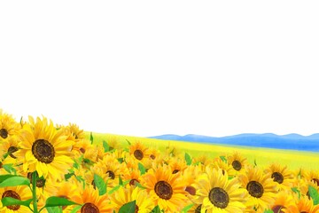 Fototapeta premium 美しいひまわりが咲く爽やかなひまわり畑の初夏フレーム白バック背景素材 