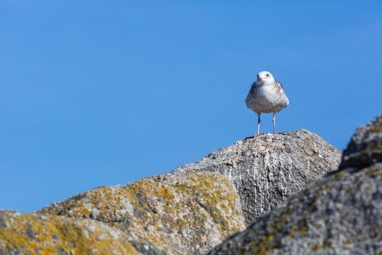 Dramatic image of a seagull resting on a rock off the pacific coast in Monterey, California.