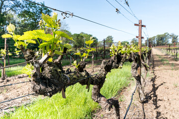 Dramatic image of a grape vineyard in Napa Valley California with fresh green sprouts growing on...