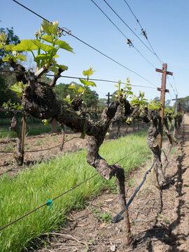 Dramatic image of a grape vineyard in Napa Valley California with fresh green sprouts growing on the branches.