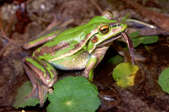 Green and Golden Frog feeding on a Striped Marsh Frog. This species is also a canibal