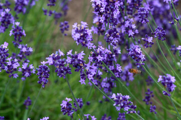 Obraz premium 紫のカワイイ花 ラベンダー 