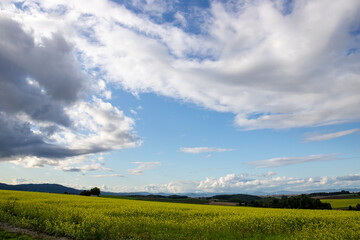 菜の花畑と秋の空
