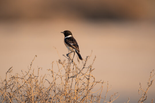 European Stonechat 