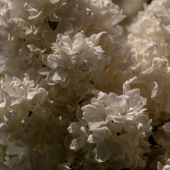 Close-up of flowering lilac. Beautiful white lilac flowers, spring background