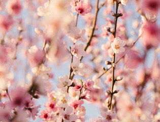 Pink Fruit Blossoms