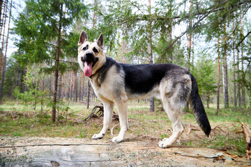 Atypical white Dog German Shepherd in a forest in a summer, spring or autumn day. Albino with white and black fur