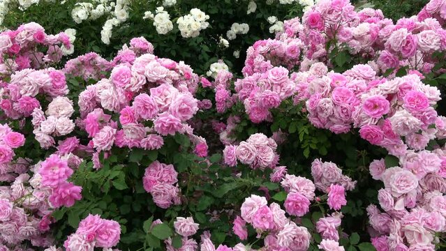 Tilt shot of beautiful pink roses in full bloom swaying in wind. 4K