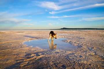 The shore of salt lake with puddles of water and sand, an endless horizon, a blue sky with white clouds and a large German Shepherd dog or an Eastern European Shepherd dog in the evening at sunset