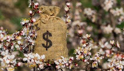 Knotted sack with american dollar symbol on a blossoming apricot branch © Max Zolotukhin