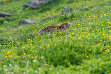 alpine marmot (Marmota marmota) in green grass near Grindelwald