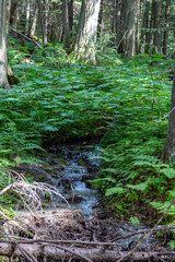 Brook in Hemlock forest British Columbia 