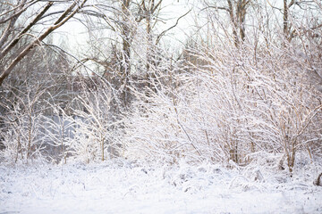Snow-covered trees and shrubs on a cold winter day.